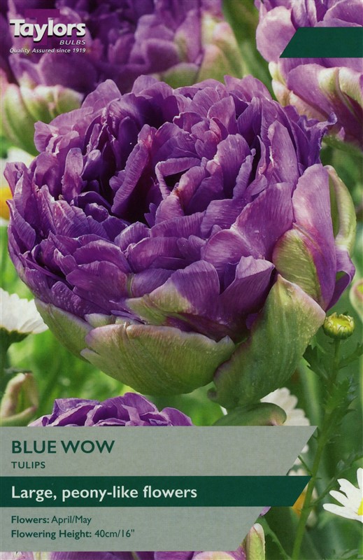 Tulip Blue Wow
