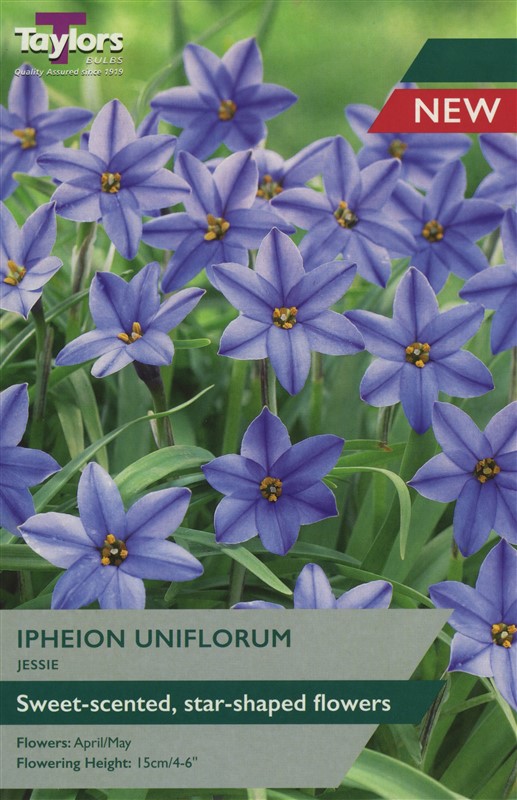 Ipheion Uniflorum Jessie