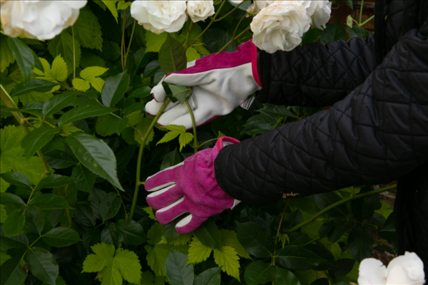 Cotton Grip Gloves M Purple