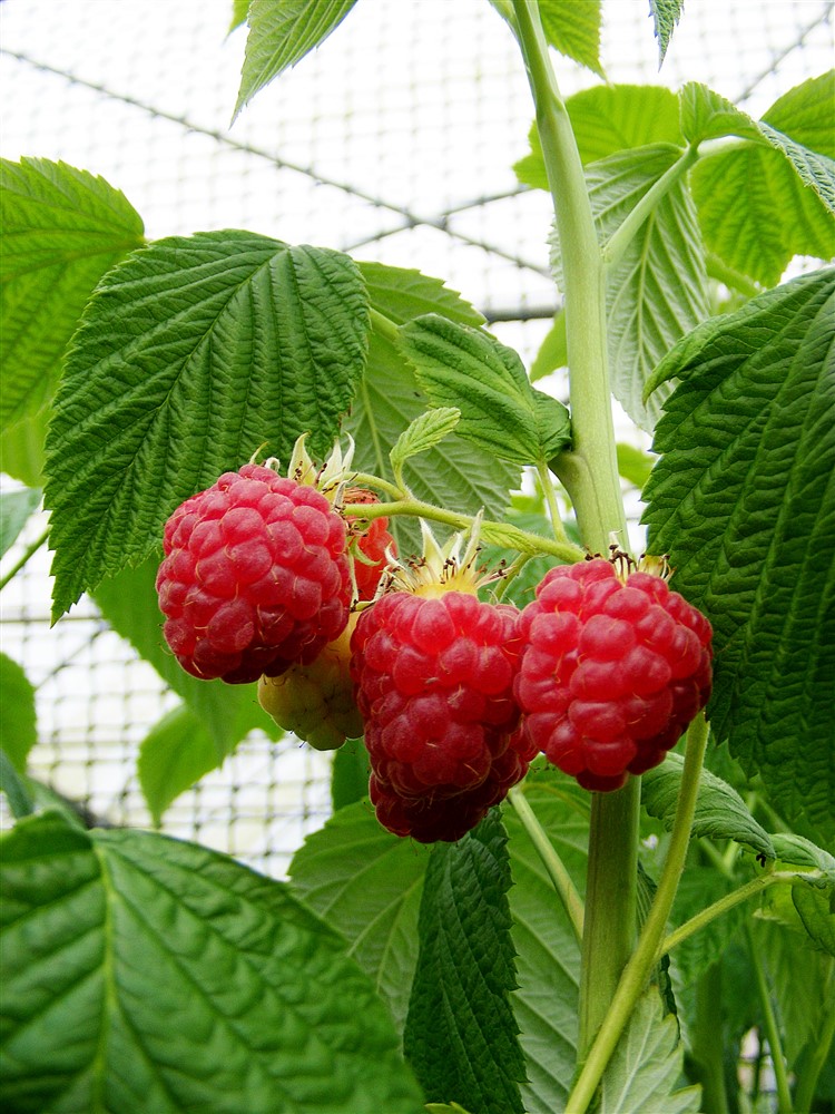 Raspberry Glen Clova 5's 3L