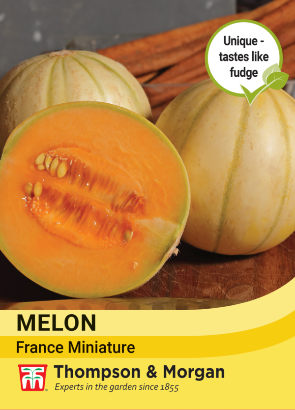 Melon France Minature
