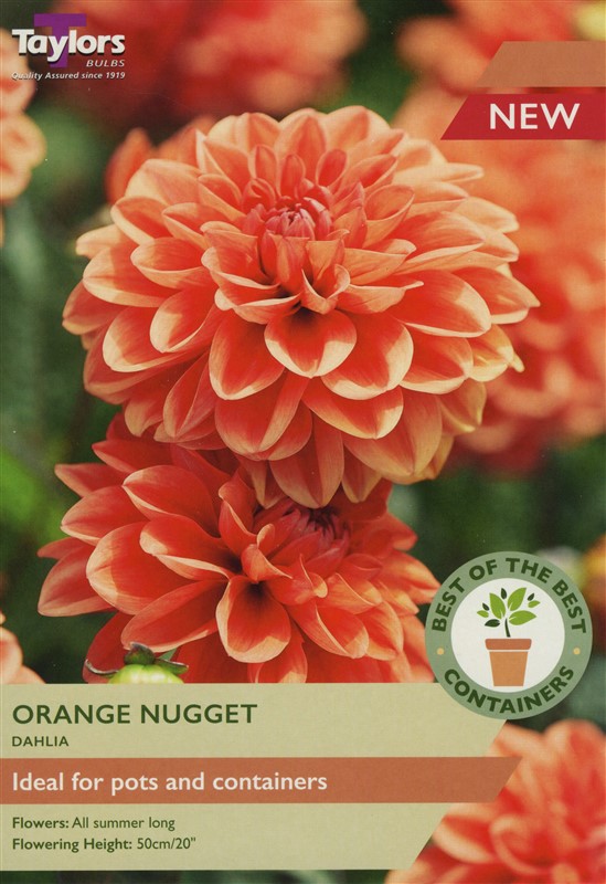 Dahlia Orange Nugget I