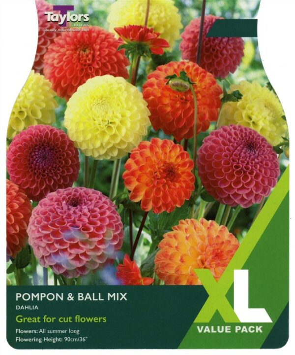 Dahlia Pompon & Ball Mix I