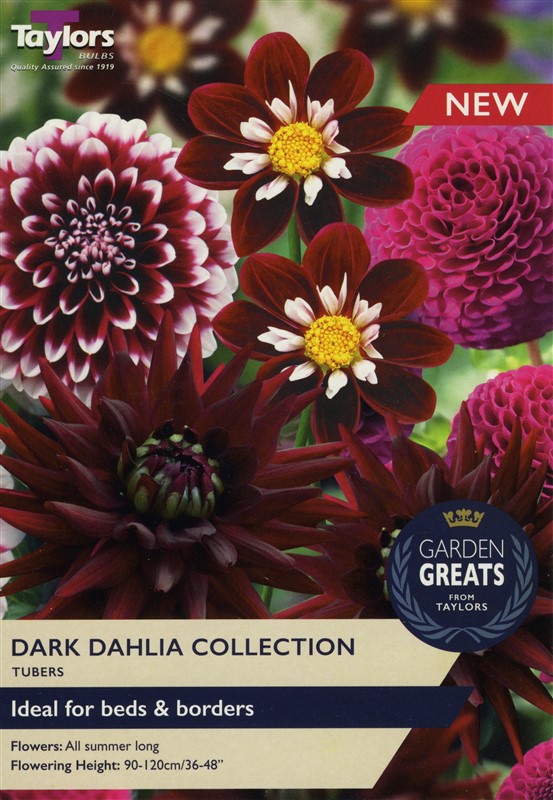 Dark Dahlia Collection I