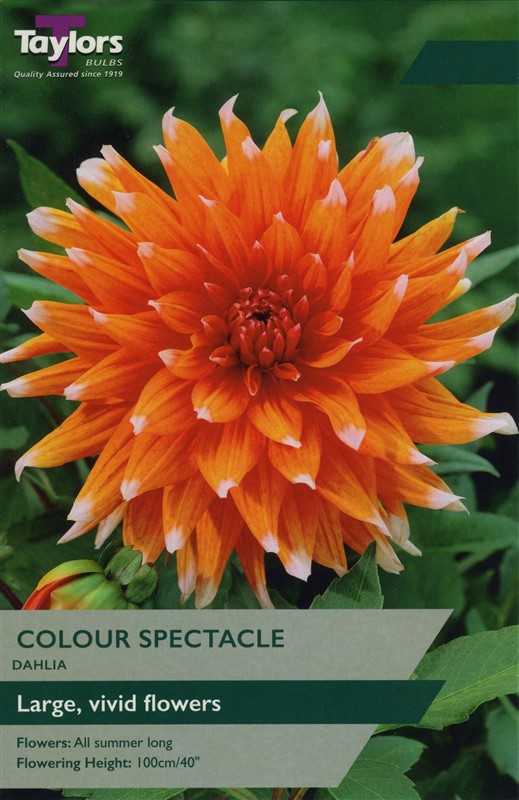 Dahlia Colour Spectacle I