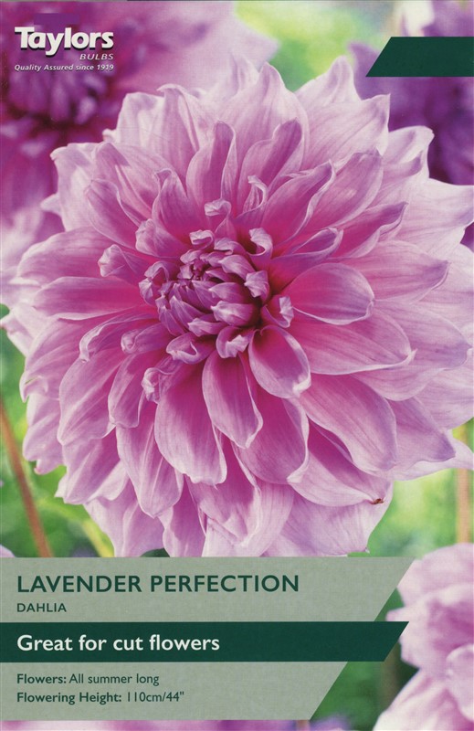 Dahlia Lavender Perfection I