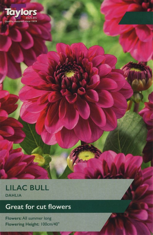 Dahlia Lilac Bull I