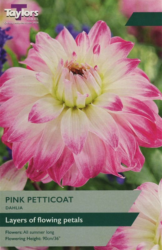 Dahlia Pink Petticoat I