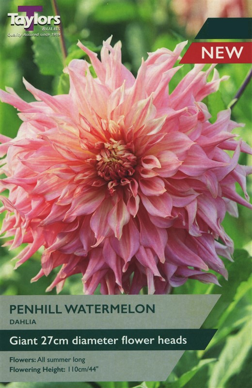 Dahlia Penhill Watermelon I