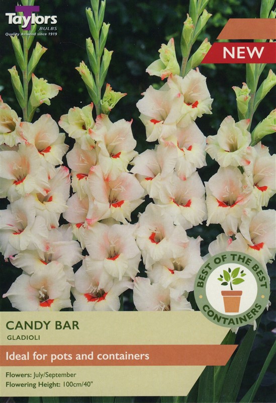 Gladioli Candy Bar Pre Pack