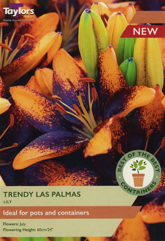 Lily Trendy Las Palmas  Pre Pack