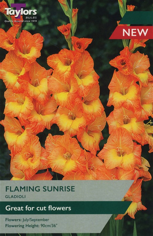 Gladioli Flaming Sunrise Pre Pack