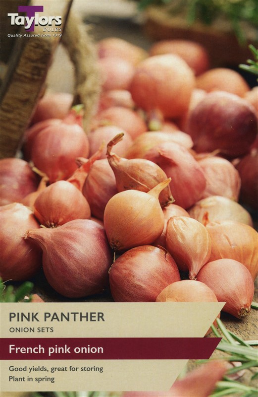Onion Pink Panther Pre Pack
