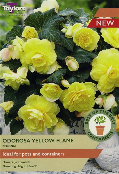 Begonia Odorosa Yellow Flame Pre Pack