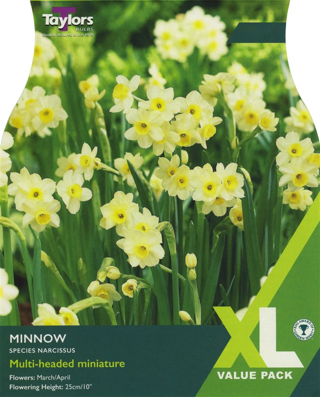 Narcissus Minnow XL Pre Pack