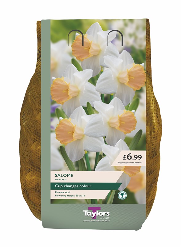 Narcissus Salome 1.5Kg