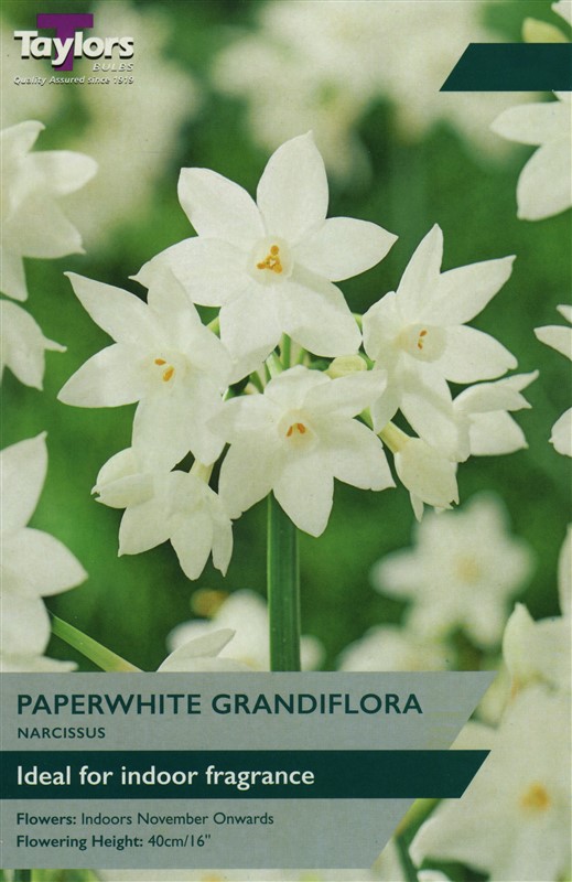 Narcissi Paperwhite Grandiflora Pre Pack