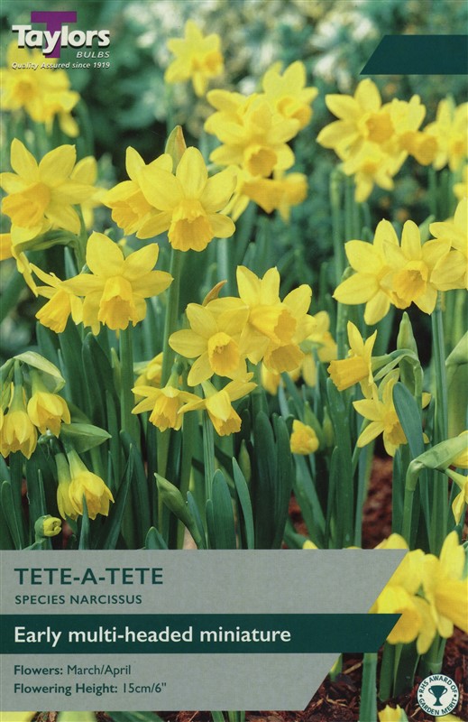Narcissus Tete A Tete Pre Pack