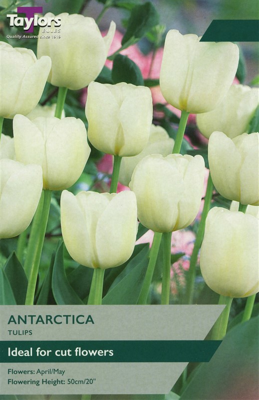 Tulip Antarctica Pre Pack