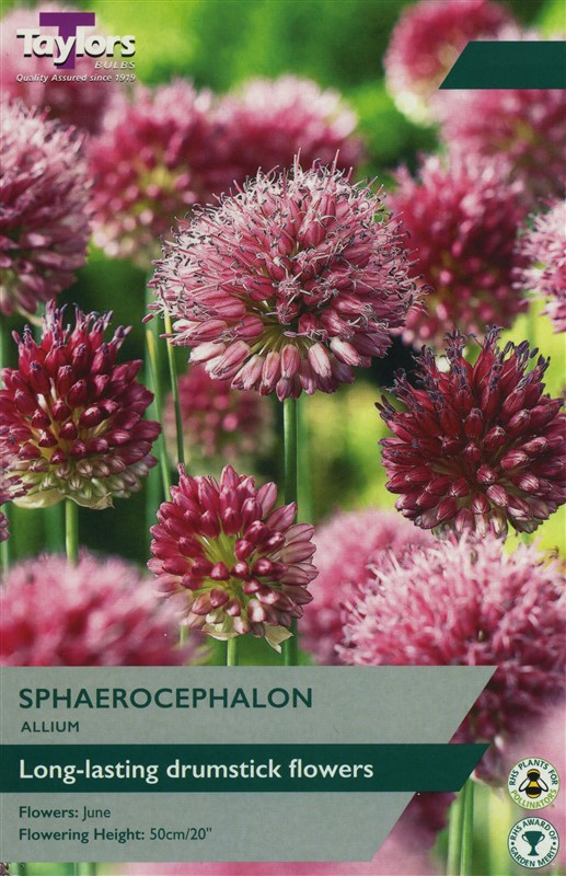 Allium Sphaerocephalon Pre Pack