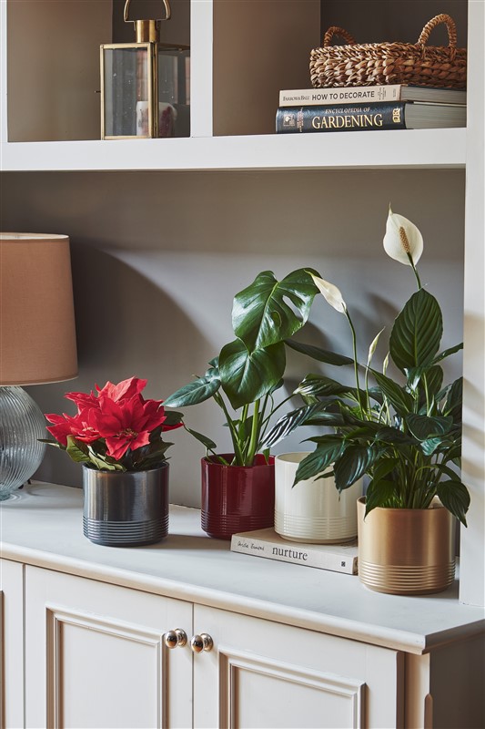 Poinsettia Planter Cream
